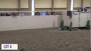 Cavan Equestrian Center Sale [upl. by Burnsed]