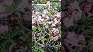 Adenium Arabicum Blooms bonsai adenium floweringplant plants shorts viral desertrose garden [upl. by Odlaw]