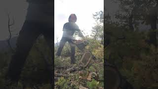 lumberjack asmr lumberjacking logcutting wood husqvarna [upl. by Sherlock761]