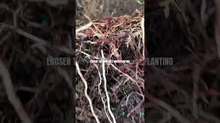 Loosen Root Ball When Planting [upl. by Ameerahs18]