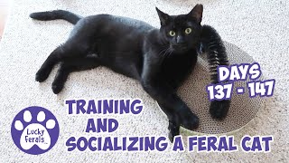 Training And Socializing A Feral Cat  Part 16  Days 137  147  Cat Video Compilation [upl. by Danaher]