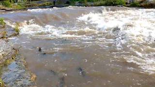 Fishing in Port Hope Salmon Run  Ganaraska River [upl. by Johnny361]