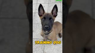 Belgian Malinois Amazing belgiummalinois dog dogtraining pets belgianmalinois trainingdog [upl. by Norek492]