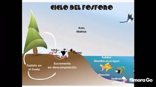 CICLO DEL FÓSFORO Ciclo biogeoquímico [upl. by Eetnahc]