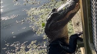 Alligator Climbs up deck Fence [upl. by Seel]