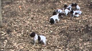 Bluestem Kennels Wirehaired Pointing Griffons quotGquot Litter at 5 weeks [upl. by Aratahs]