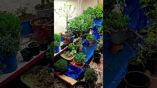 Indoor Garden update nov6 [upl. by Mellisent]