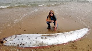 Le Regalecidé Geant Oarfish  Regalecus glesne [upl. by Shivers]