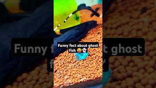 Did you know this about ghost fish  😝👻ghostfish knifefish aquariumhobby shorts [upl. by Kerrie]