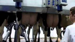 Champion™ ParallelMelkstand  DeLaval [upl. by Ahsikin433]