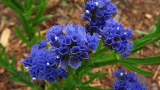 Hoa Salem Limonium sinuatum [upl. by Petromilli]