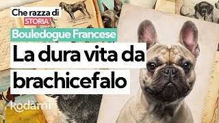 Cosa devi sapere sul Bouledogue Francese caratteristiche storia e problemi del cane brachicefalo [upl. by Llennaj]