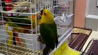 Jenday Conure Breaks Out [upl. by Ahsatak]