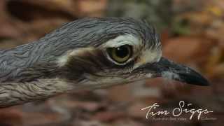 Bush Stone Curlew  Burhinus grallarius  HD Video Clip 1 Australian Bird Media [upl. by Arded]