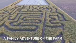 The Sunn Hemp Maze at Grandaddys Farm Fresh Produce [upl. by Samuela]