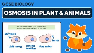 PLANT VS ANIMAL CELLS [upl. by Ainotahs]