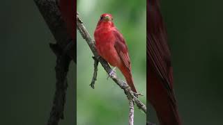 Summer Tanager Song [upl. by Oinotnaesoj]