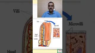 Structure of villi and microvilli nursingcompetition humanbody nursingnotes [upl. by Skoorb]