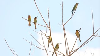 Nearly 1000 bluetailed beeeaters nest in W Yunnan [upl. by Ayvid]