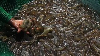 Profitable Shrimp Farming  Part 2  TatehTV Episode 14 [upl. by Emmey]