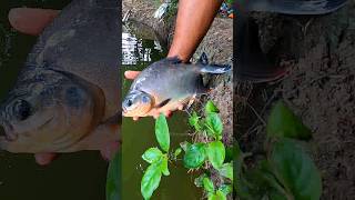 Piranha fish release in pond fishing shorts fish [upl. by Tirb]