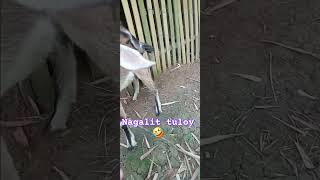 Kambing funny youtubeshorts funnyshorts [upl. by Valry560]