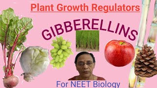 Plant Growth Regulators  Gibberellins [upl. by Rehpotisrhc]