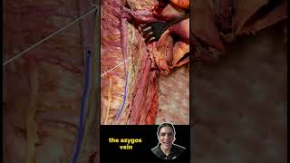 Anatomy of the Thorax  Can you identify the tagged structure  Med School Bootcamp [upl. by Darahs]