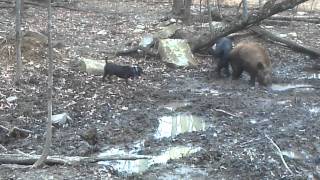 Patterdale baying hogs [upl. by Jecoa]