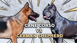 CANE CORSO vs GERMAN SHEPHERD Whats The Best Family Guard Dog [upl. by Aseen]