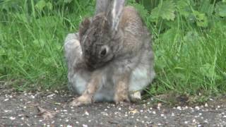 Wildkaninchen  Oryctolagus cuniculus  European rabbit  Lapin de garenne Lapin commun [upl. by Brien]