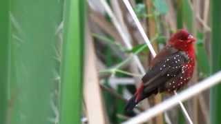 The Strawberry Finch or Red Avadavat Amandava amandava  Part 2 [upl. by Llewen]