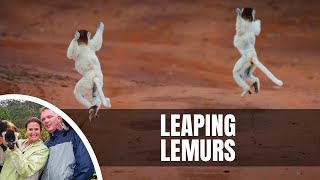 Dancing Sifaka in Berenty Reserve Madagascar [upl. by Acus772]