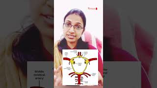 circle of willis anatomy firstyearmbbs mbbsanatomy neetpg shorts youtubeshorts [upl. by Nodnal211]