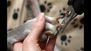 Sedate your dog to safely clip nails [upl. by Odnumde]