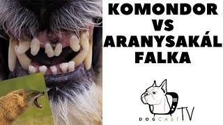 KOMONDOR vs ARANYSAKÁL falka küzdelme DogCast TV [upl. by Josh]