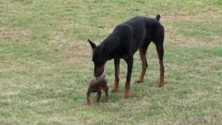 Doberman Puppy Meets The Big One [upl. by Gorey]