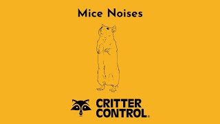 Mouse Noises  What Sounds Do Mice Make  Mouse Pest Control [upl. by Nodyroc]