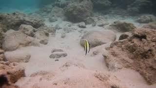 Moorish Idol Sharks Cove Oahu David Gair 14062508682 [upl. by Vivl504]