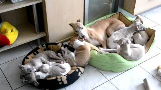 Whippet Idylle [upl. by Bilow]