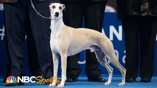 National Dog Show 2018 Best in Show Full Judging  NBC Sports [upl. by Enelime636]