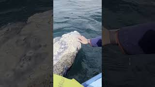 Gray Whale close up Barnacles on head look freaky 😱 whale whales graywhale kissawhale baja [upl. by Aicenev]