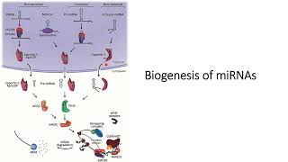 Biogenesis of miRNA microRNA Code 495 [upl. by Ielerol]