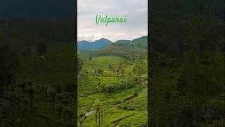 Breathtaking viewsvalparai teagarden nature hills hillstation shorts short youtubeshorts [upl. by Enajiram]