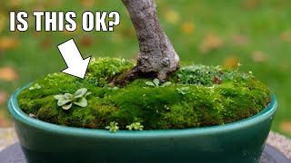 Japanese Maple Bonsai Fall Cleanup and Is It Okay to Grow Other Plants In Your Bonsai Pots [upl. by Yellah]