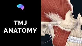 Temporomandibular Joint TMJ Anatomy  3D Anatomy Tutorial  UKMLA  CPSA [upl. by Cross]