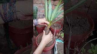 Agave shifting in soil 🌿shortsviral short youtubeshorts [upl. by Adnahsat]