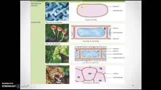 41 Het ordenen van organismen BVJ [upl. by Lavina]