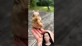 Chipmunk squirrel funny chipmunksong cute [upl. by Chelsae152]