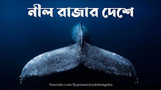 নীল রাজার দেশে  Blue Whale The King of Ocean  Explanation Bangla  Amazing Facts in Bengali [upl. by Colver]